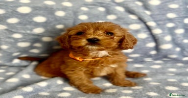 Cockapoo dogs - Advert 3