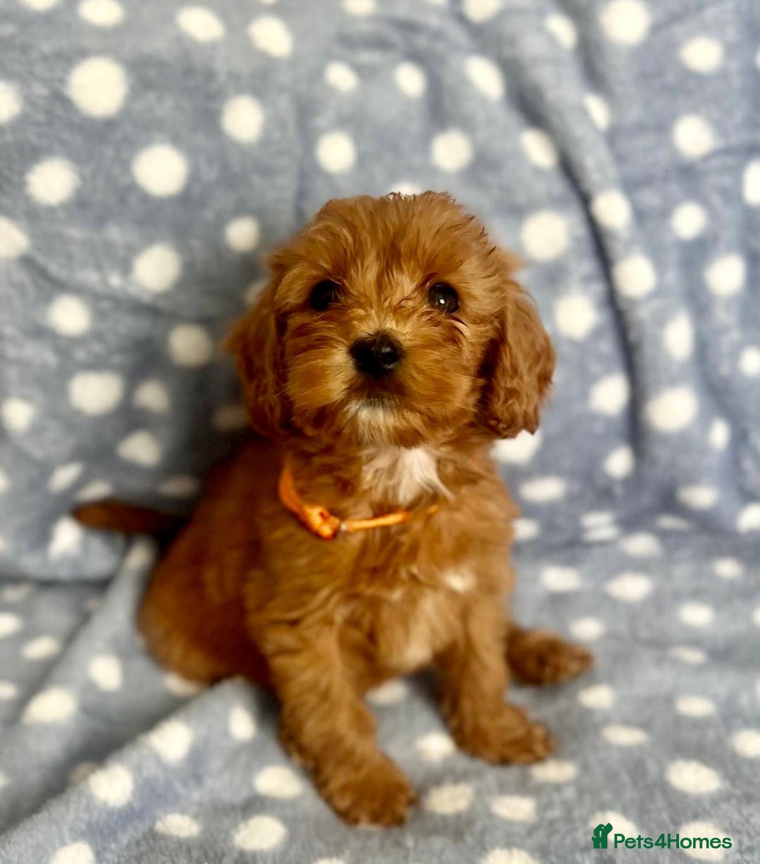 Cockapoo dogs for sale: Beautiful deep red cockapoo puppies  - Image 4
