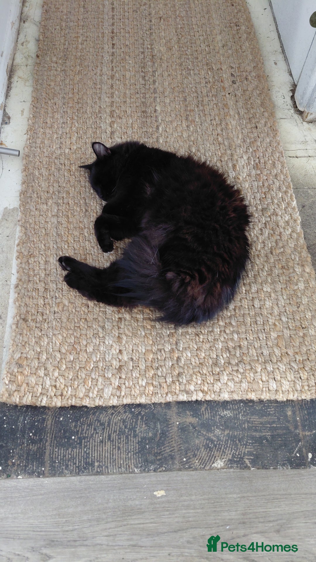 Mixed Breed cats for sale: 2 gorgeous boys for rehome - Advert 2