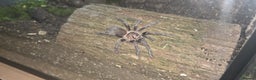 Tarantulas invertebrates for sale: TARANTULA COLLECTION FOR SALE - Advert 3