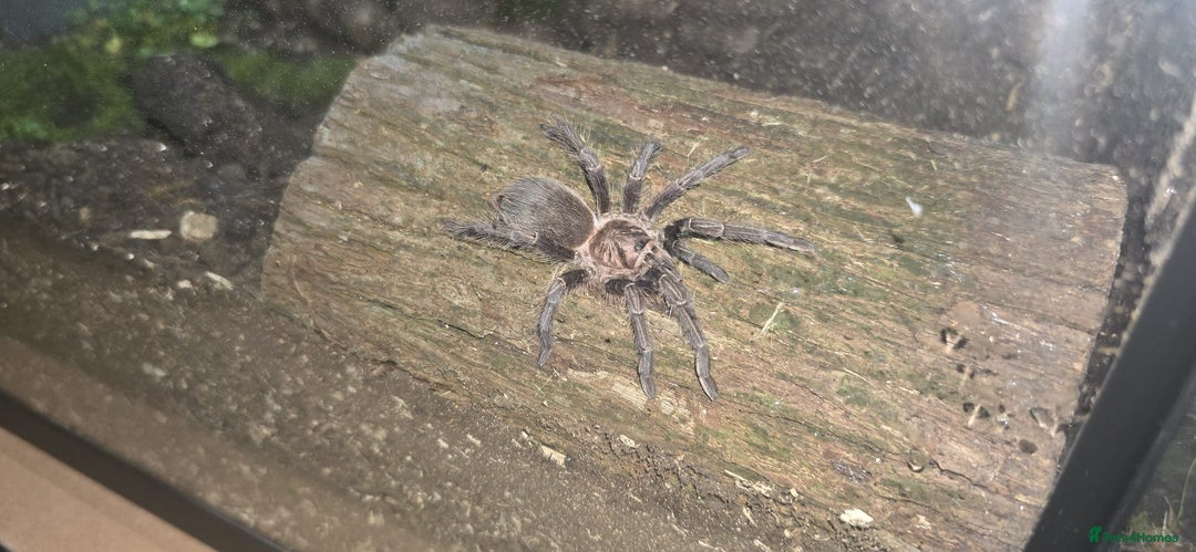 Tarantulas invertebrates for sale: TARANTULA COLLECTION FOR SALE - Advert 3