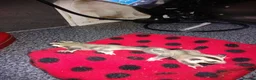 Sugar Glider rodents for sale: Stunning baby sugar gliders  - Advert 10