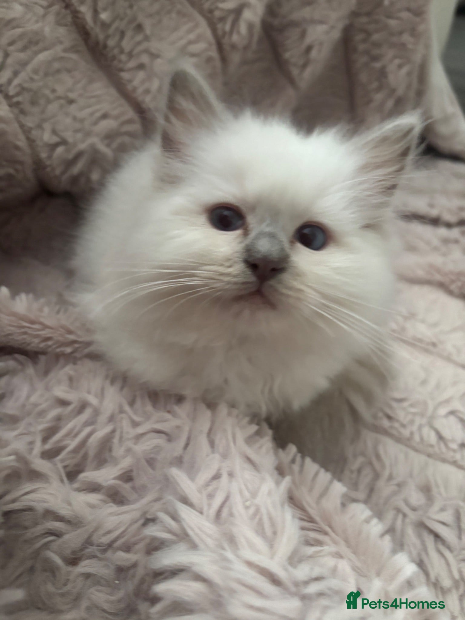Ragdoll cats Chunky gccf lilac colourpoint boy available 💜 - Advert 1
