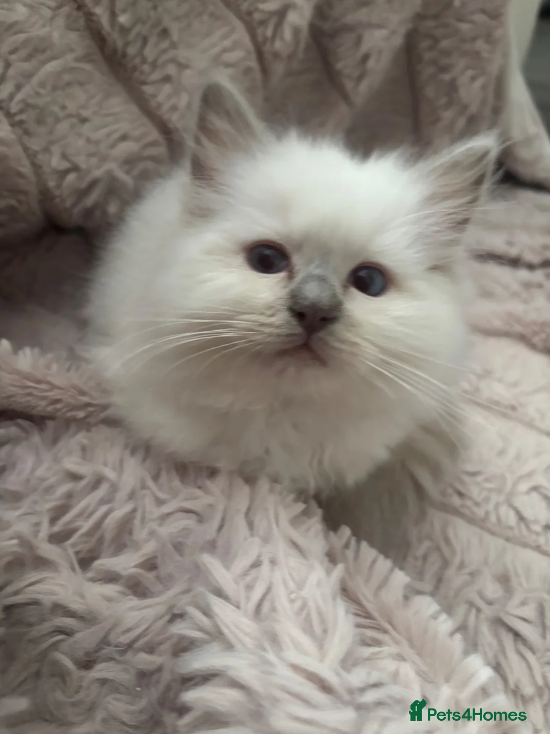 Ragdoll cats for sale: Chunky gccf lilac colourpoint boy available 💜 - Advert 1