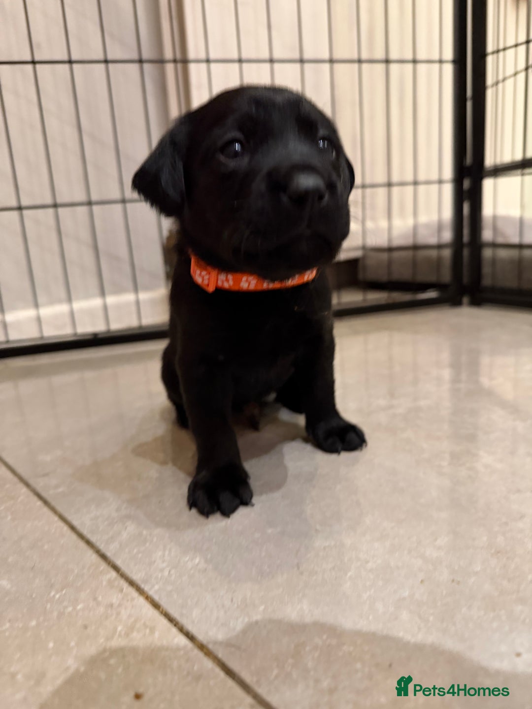 Labrador Retriever dogs for sale: Only 2 golden girls left! Ready for forever homes! - Advert 30