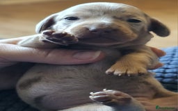 Dachshund dogs for sale: Isabella Dapple Dachshund Puppies - Advert 22