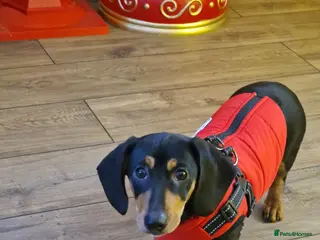 Dachshund dogs Dachshund - Advert 3