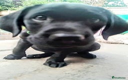 Labrador Retriever dogs for sale: Quality Black Labrador Retrievers - Image 3