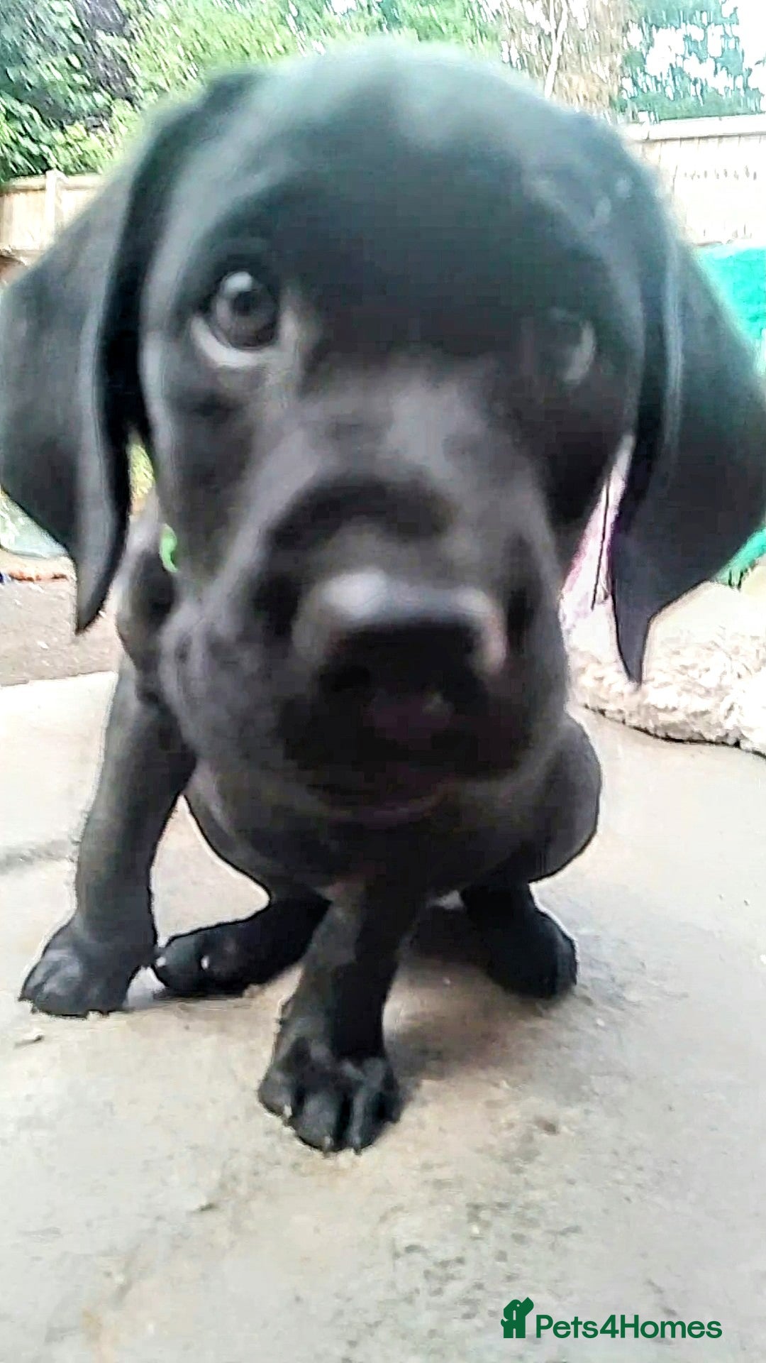 Labrador Retriever dogs for sale: Quality Black Labrador Retrievers - Image 3
