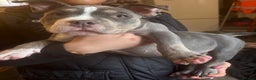 American Bully dogs for sale: Blue & lilac tri pocket bully’s  - Advert 24