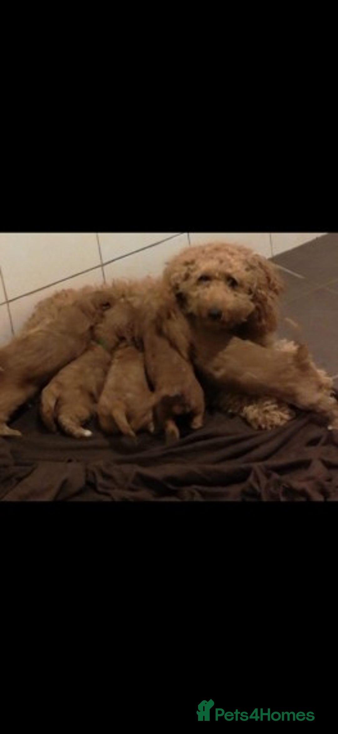 Miniature Poodle dogs for stud: Extensively Health Tested Deep Red Mini Poodle in Mansfield - Image 31