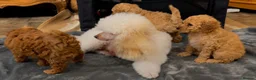 Toy Poodle dogs for sale: Toy poodle puppies  in Wakefield - Advert 40