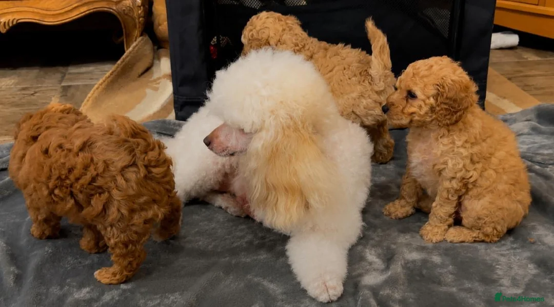Toy Poodle dogs for sale: Toy poodle puppies  in Wakefield - Advert 40