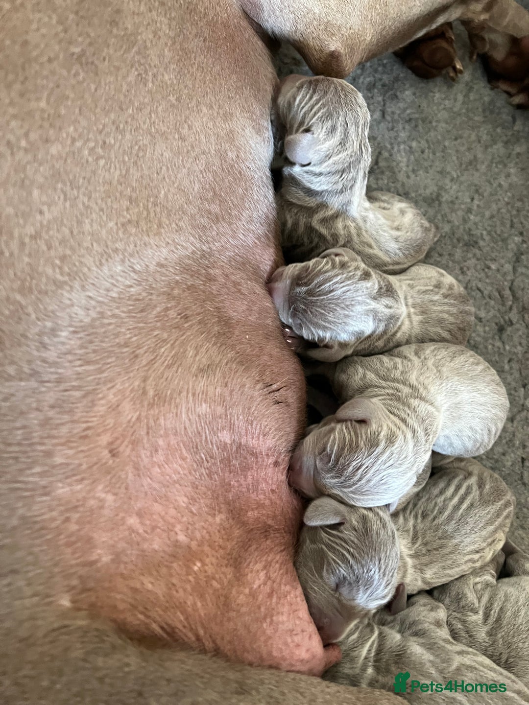 Weimaraner dogs for sale: Belle’s beautiful puppy’s silver ghosts Weimaraner - Image 4