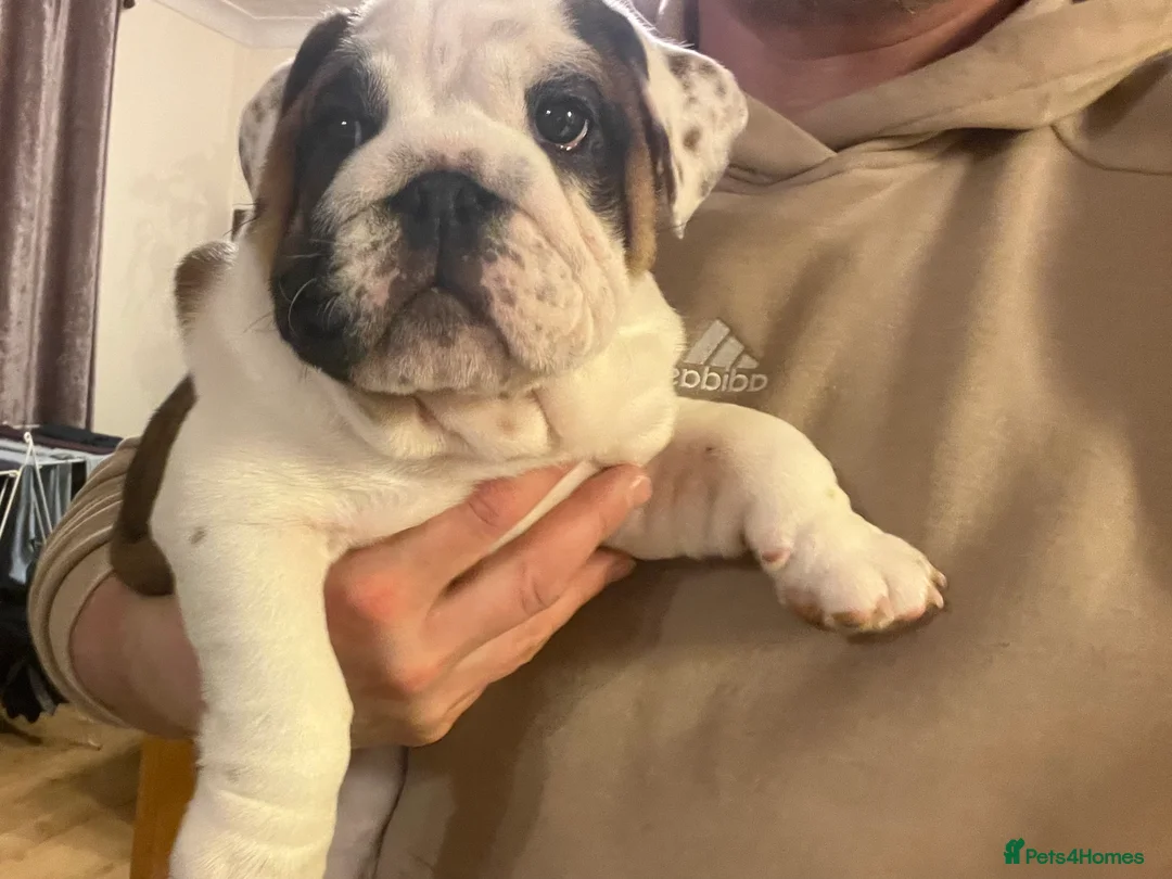 English Bulldog dogs for sale: English bulldogs - Advert 29