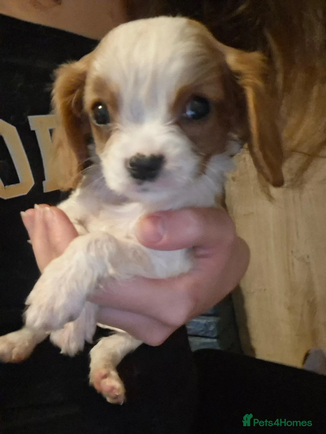 Cavalier King Charles Spaniel dogs for sale: Cavalier King Charles spaniel pups - Advert 6