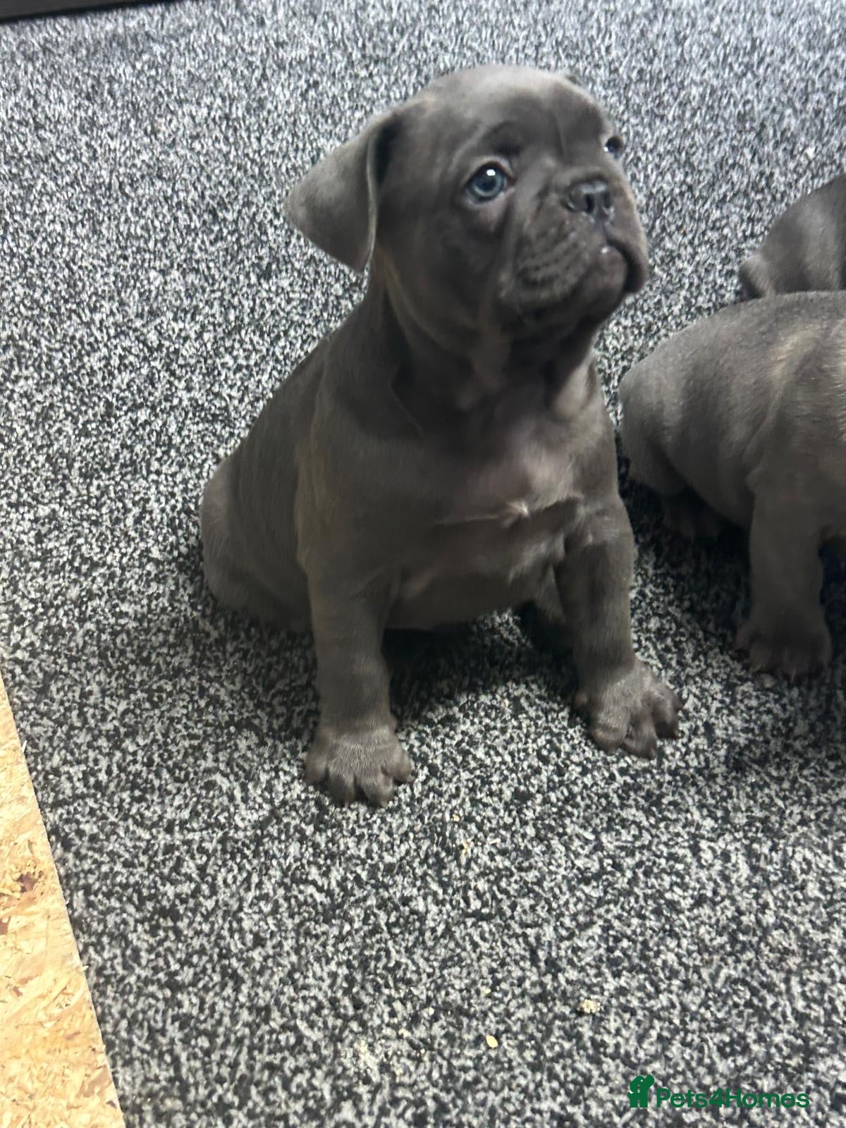 French Bulldog dogs Quality healthy french bulldog last boy available - Advert 2