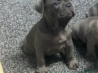 French Bulldog dogs Quality healthy french bulldog last boy available - Advert 2