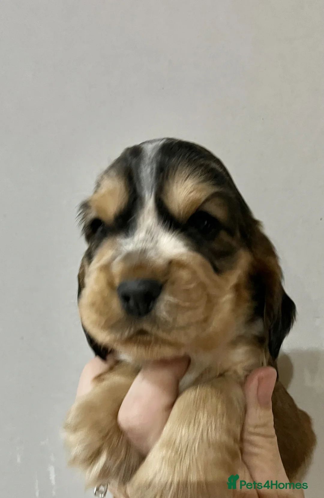 Cocker Spaniel dogs for sale: Quality show type cocker spaniels - Advert 2