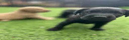 Labrador Retriever dogs for sale: Stunning litter  - Advert 9