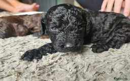 Cockapoo dogs for sale: Cockapoo puppies - Image 31