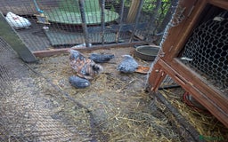 Chickens poultry for sale: Mixed bantum flock - Image 1
