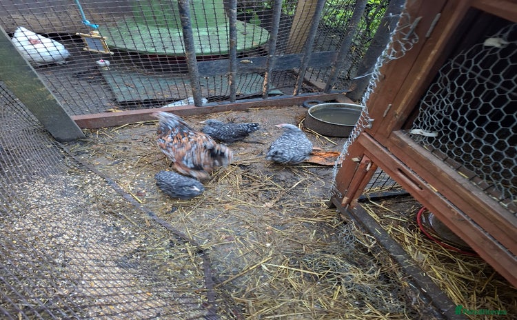 Chickens poultry - Advert 2