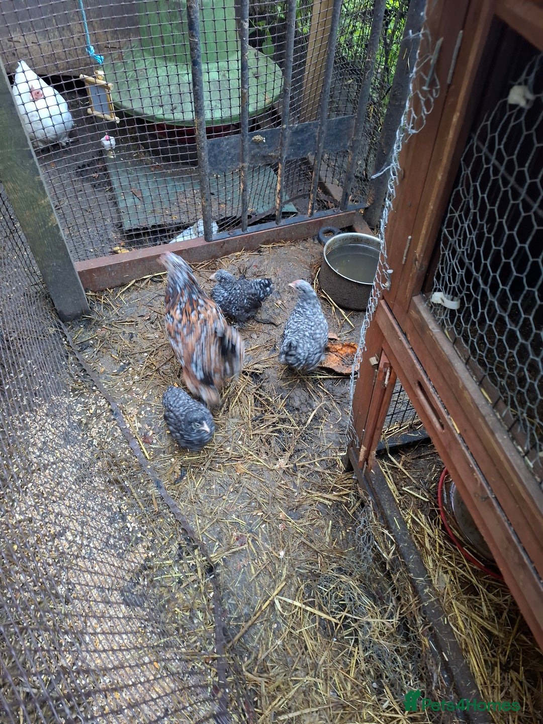 Chickens poultry for sale: Mixed bantum flock - Image 1
