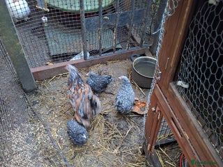 Chickens poultry - Advert 5