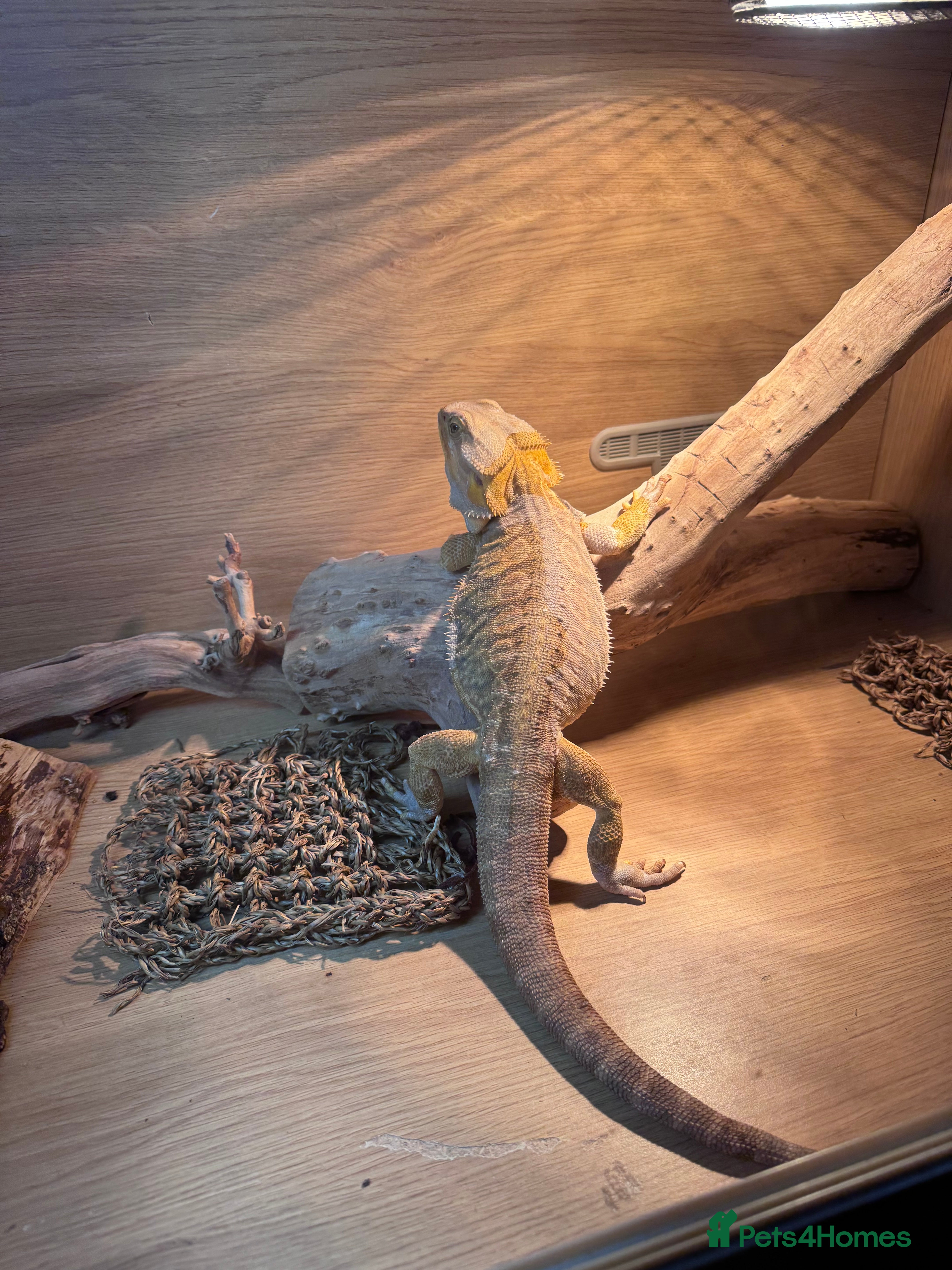 Bearded Dragon reptiles Rehoming a bearded dragon - Advert 3