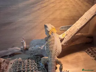 Bearded Dragon reptiles Rehoming a bearded dragon - Advert 3