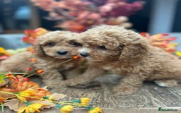 Cavachon dogs for sale: Ready Next week ❤️ - Image 6
