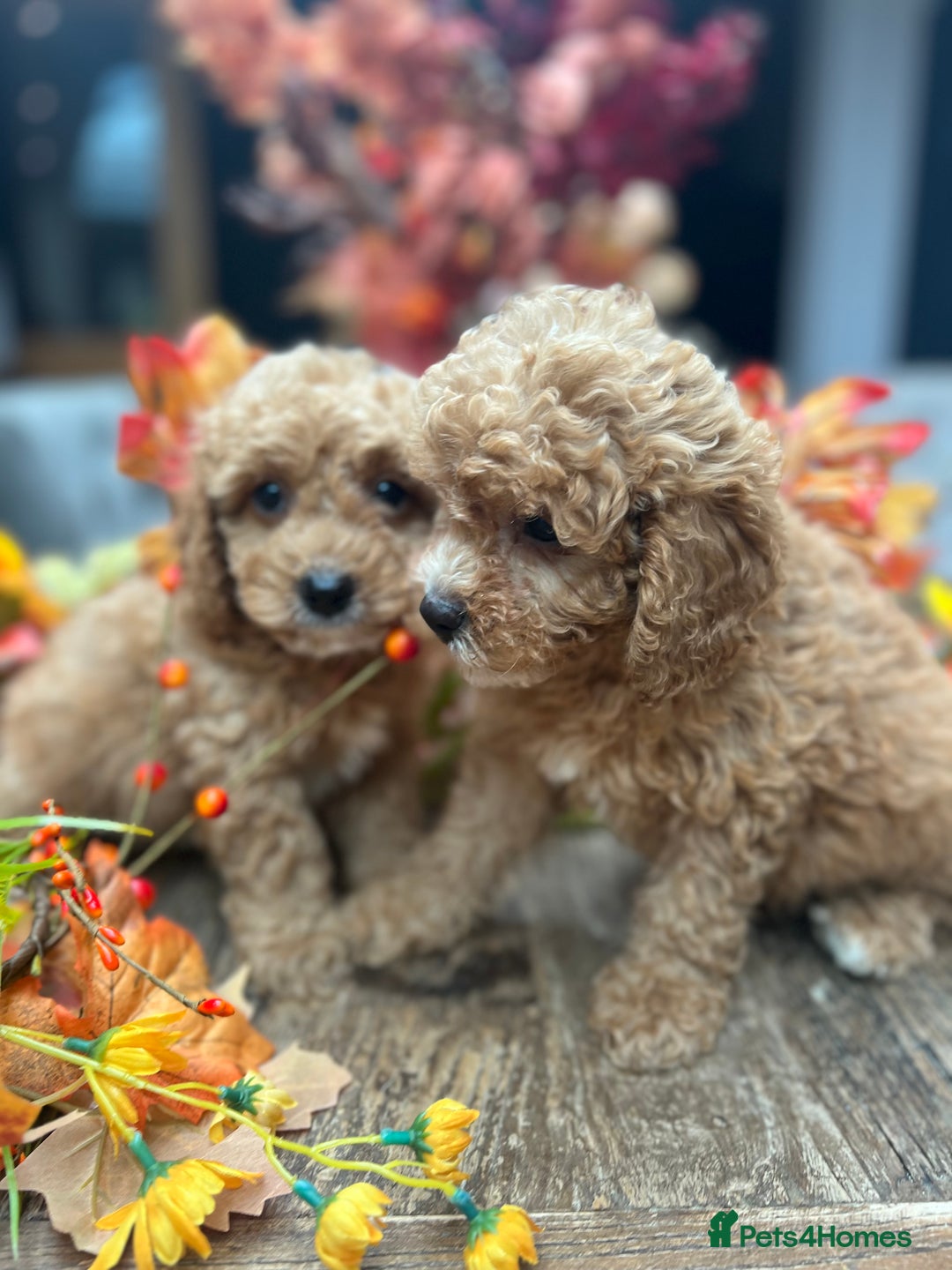 Cavachon dogs for sale: Ready Next week ❤️ - Image 6