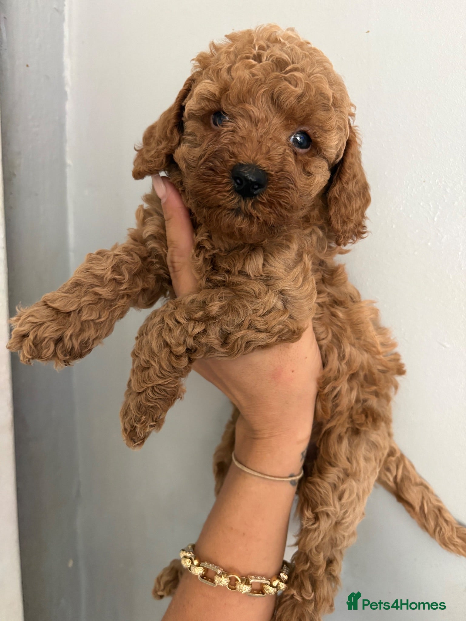 Cockapoo dogs Gorgeous Red Cockapoo Puppies  - Advert 1