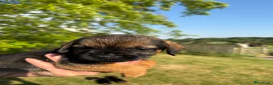 Border Terrier 1