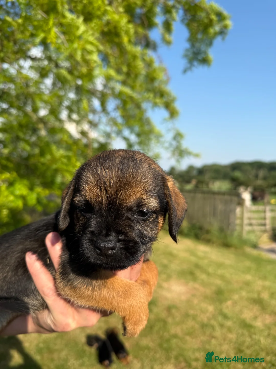 Border Terrier dogs for sale: 🧡 Fantastic KC Border Terriers 🧡 - Advert 2