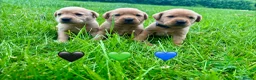 Labrador Retriever dogs for sale: Stunning Red Fox & Golden Labrador Puppies - Advert 4