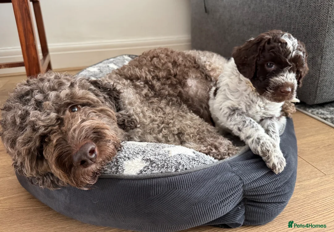 Lagotto Romagnolo dogs for sale: Lagotto Romanoglo pups - Advert 1