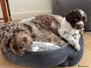 Lagotto Romagnolo dogs Lagotto Romanoglo pups - Advert 1