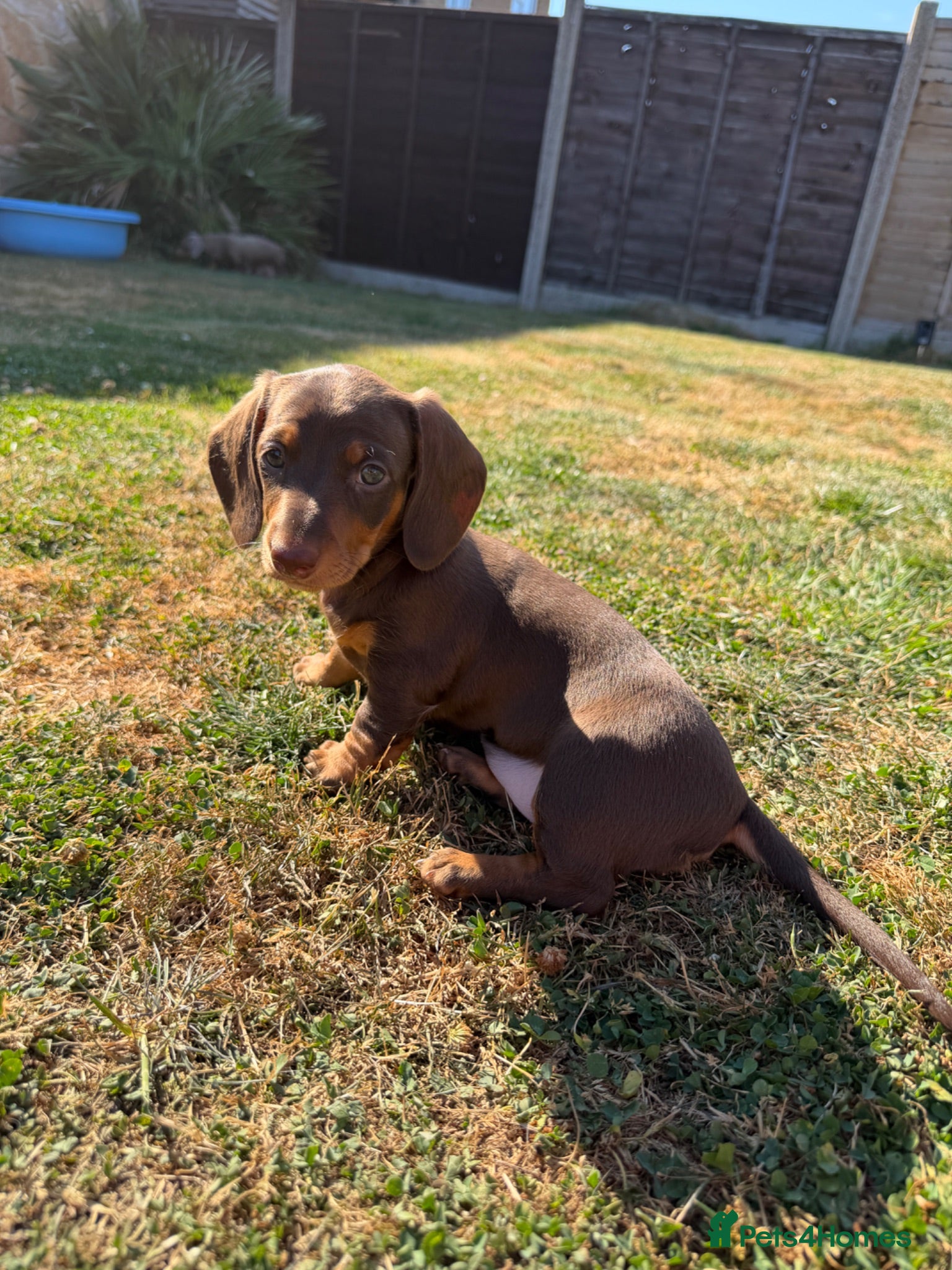 Miniature Dachshund dogs  Beautiful Miniature Dachshund Puppy Available  - Advert 2