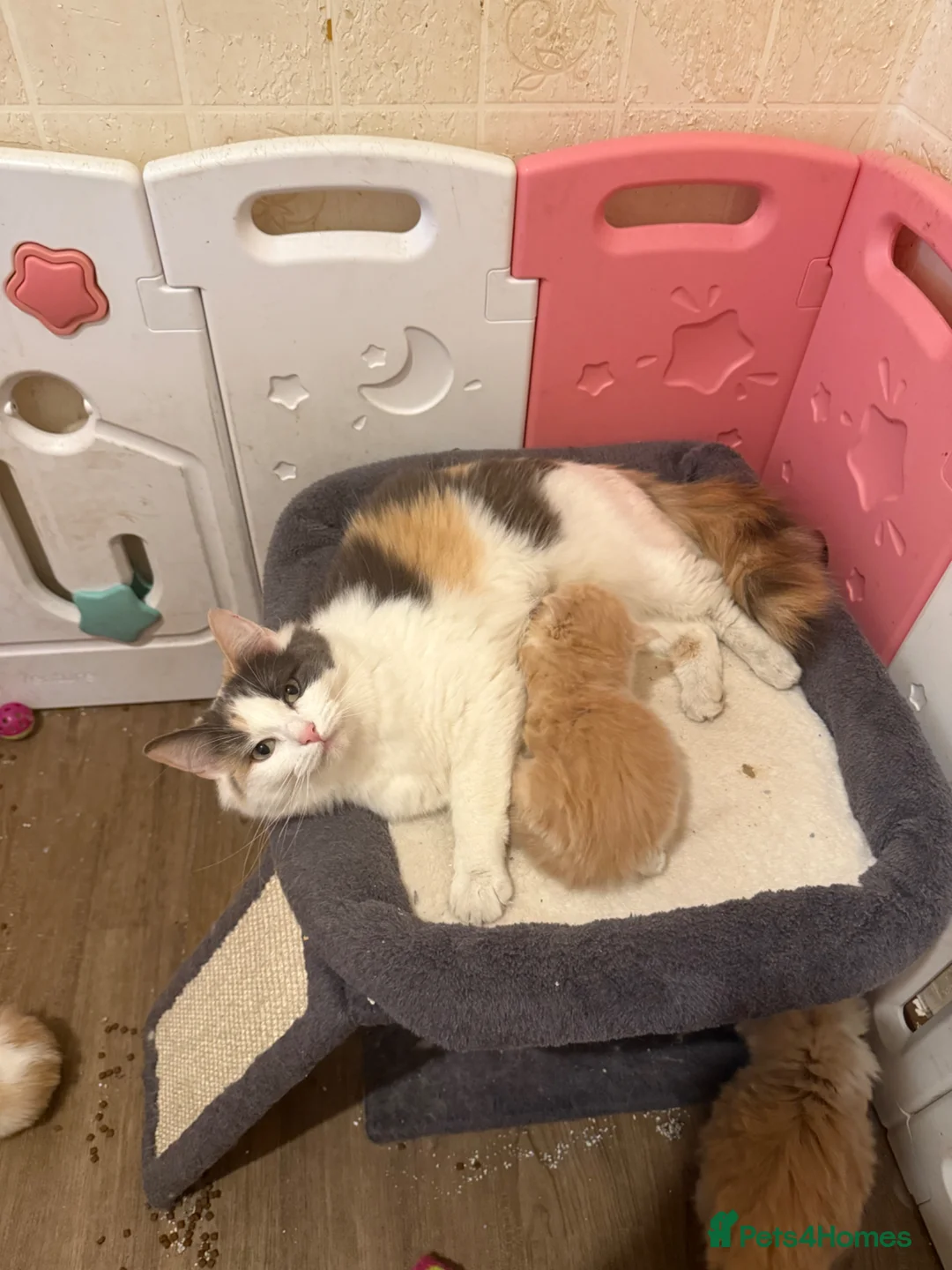 Ragdoll cats for sale: Half Ragdoll Kittens - Advert 2