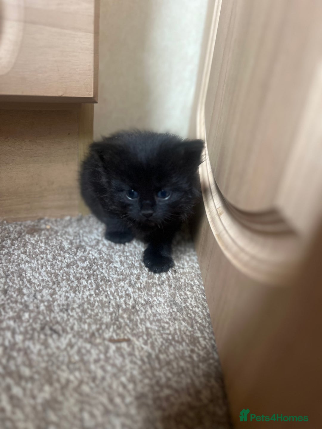 Norwegian Forest Cat cats for sale: kittens - Image 7