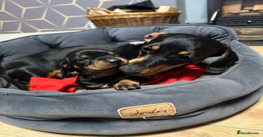 Miniature Dachshund dogs STUNNING SMOOTH SHORT HAIR MINIATURE DACHSHUND 💞 - Advert 11