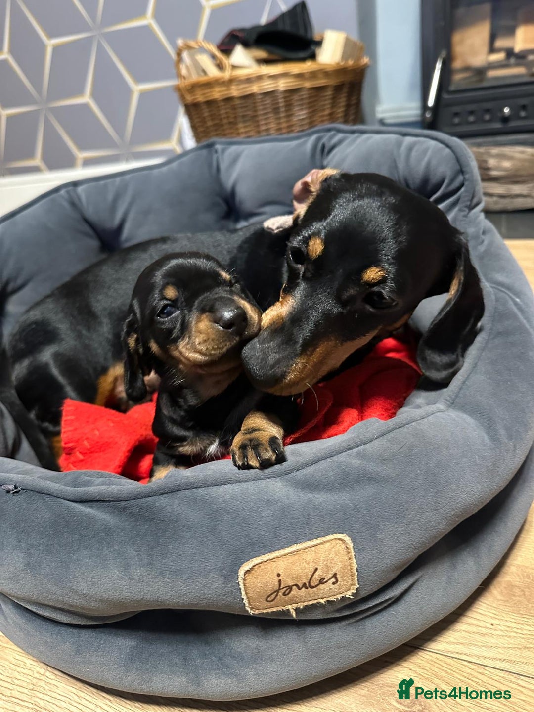 Miniature Dachshund dogs for sale: STUNNING SMOOTH SHORT HAIR MINIATURE DACHSHUND 💞 - Advert 5