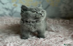 British Shorthair cats for sale: Adorable British Shorthair kittens GCCF registered - Image 11