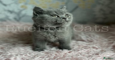 British Shorthair cats - Advert 1