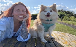 Pomsky dogs for sale: F3 Pomsky Puppies - ready after  **  - Advert 11