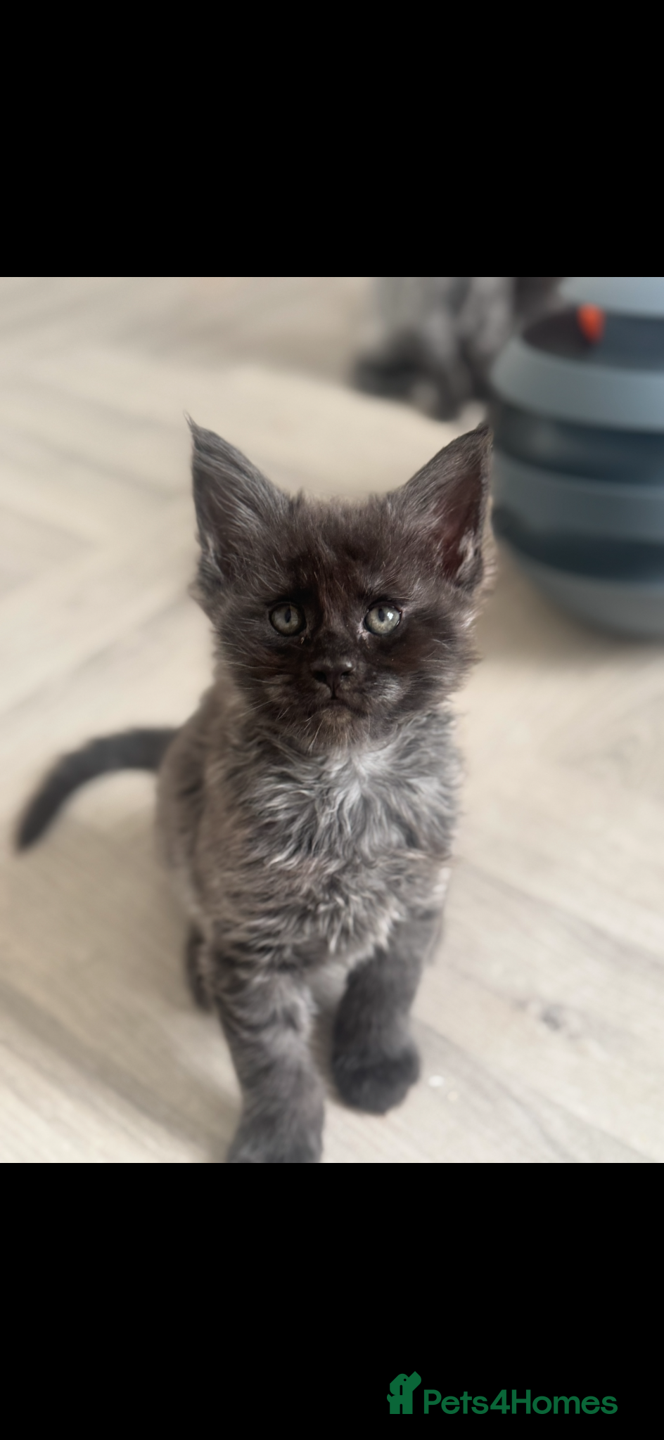 Maine Coon cats TICA Black&Blue Smoke Maine Coons - Advert 5