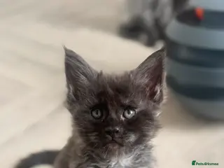 Maine Coon cats TICA Black&Blue Smoke Maine Coons - Advert 2