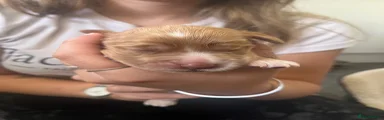 Cocker Spaniel 4